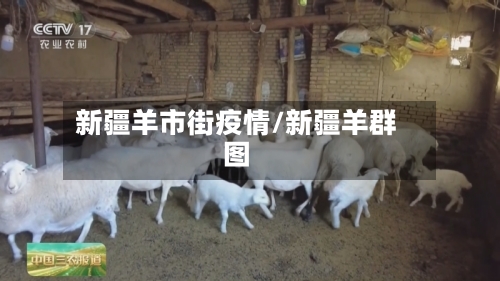 新疆羊市街疫情/新疆羊群图-第3张图片