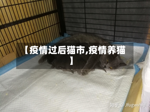 【疫情过后猫市,疫情养猫】-第1张图片