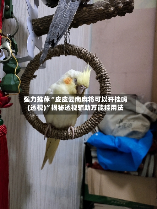强力推荐“皮皮云南麻将可以开挂吗(透视)”揭秘透视辅助万能挂用法-第1张图片