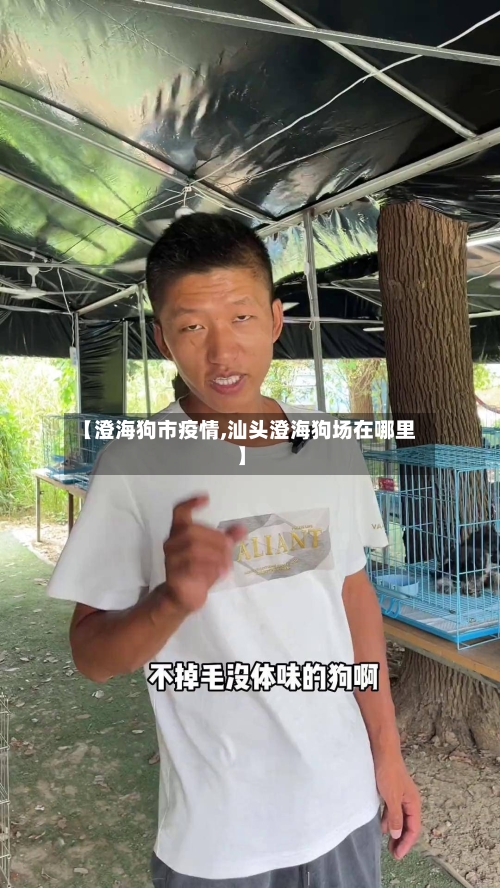 【澄海狗市疫情,汕头澄海狗场在哪里】-第1张图片