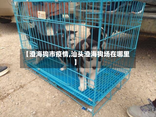 【澄海狗市疫情,汕头澄海狗场在哪里】-第2张图片