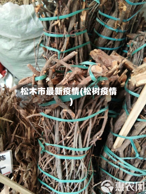 松木市最新疫情(松树疫情)-第2张图片