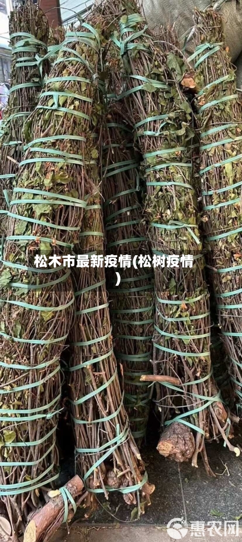 松木市最新疫情(松树疫情)-第3张图片