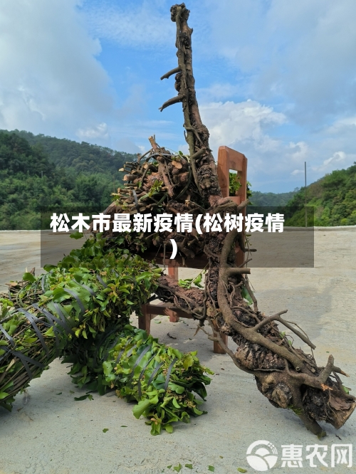 松木市最新疫情(松树疫情)-第1张图片