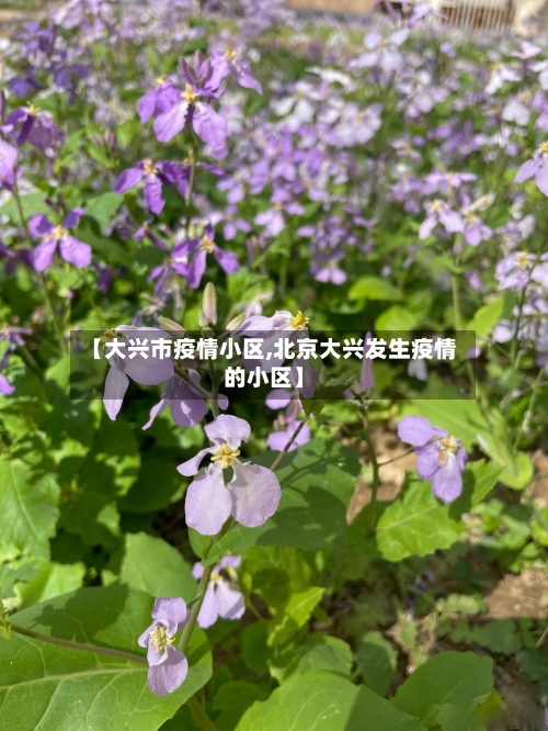 【大兴市疫情小区,北京大兴发生疫情的小区】-第2张图片