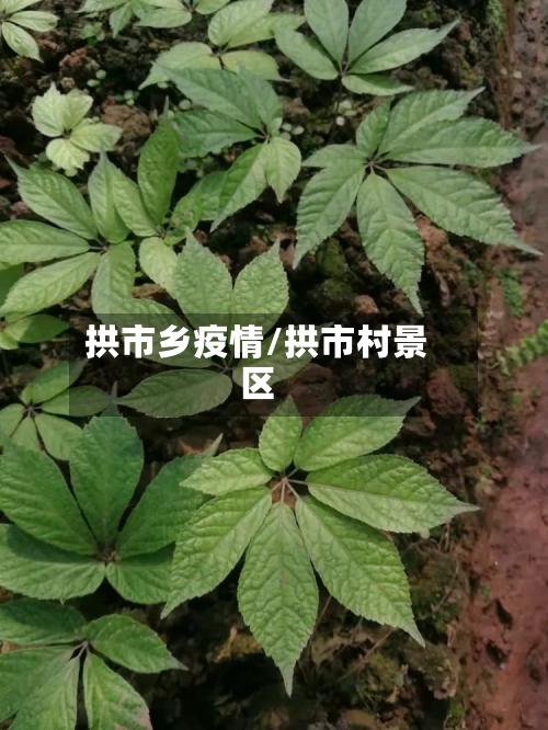拱市乡疫情/拱市村景区-第1张图片