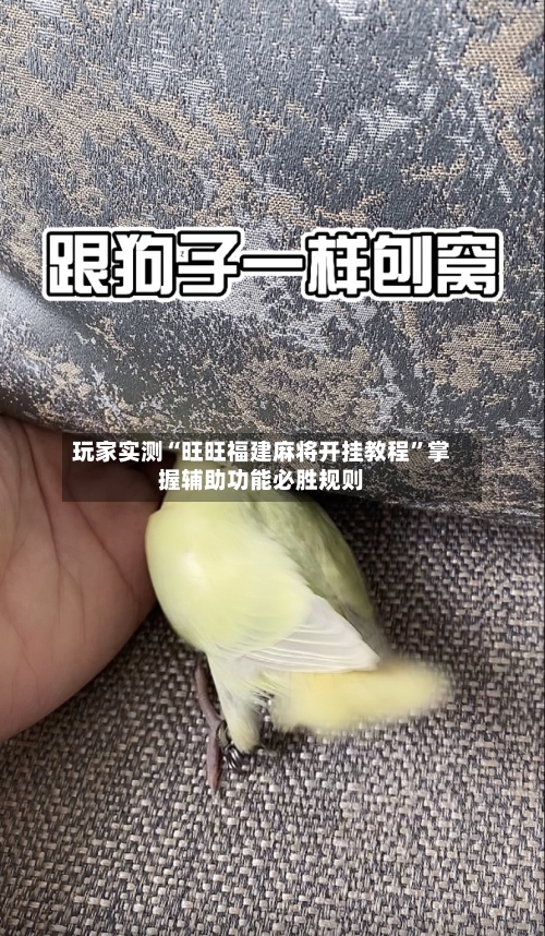 玩家实测“旺旺福建麻将开挂教程”掌握辅助功能必胜规则-第1张图片