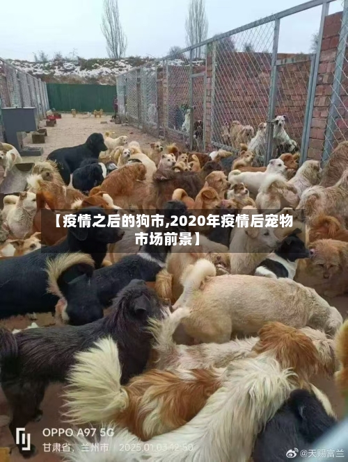 【疫情之后的狗市,2020年疫情后宠物市场前景】-第1张图片