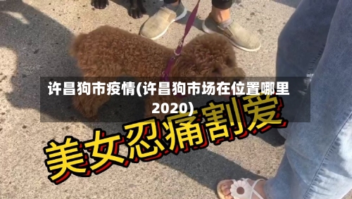 许昌狗市疫情(许昌狗市场在位置哪里2020)-第2张图片