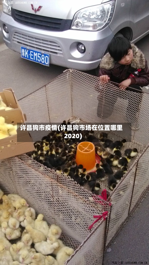 许昌狗市疫情(许昌狗市场在位置哪里2020)-第1张图片