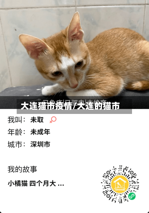 大连猫市疫情/大连的猫市-第2张图片
