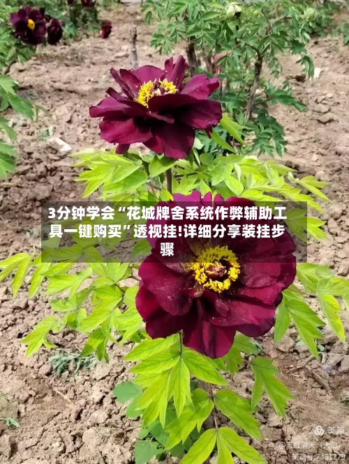 3分钟学会“花城牌舍系统作弊辅助工具一键购买”透视挂!详细分享装挂步骤-第1张图片
