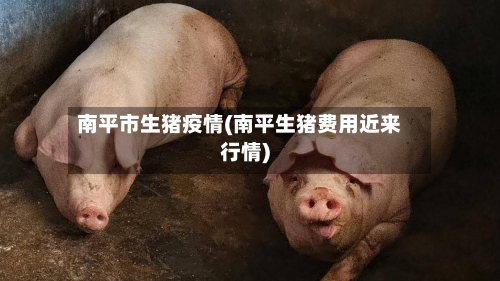南平市生猪疫情(南平生猪费用近来行情)-第1张图片