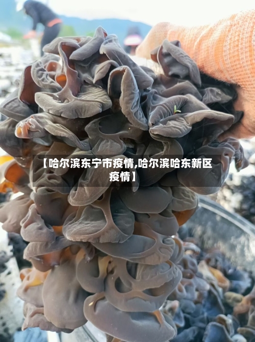 【哈尔滨东宁市疫情,哈尔滨哈东新区疫情】-第2张图片