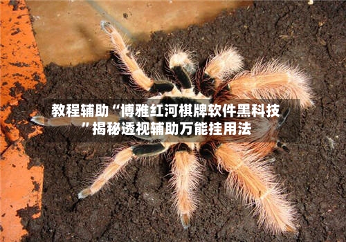 教程辅助“博雅红河棋牌软件黑科技”揭秘透视辅助万能挂用法-第2张图片