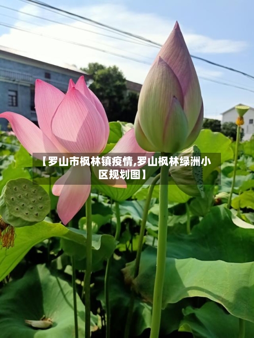 【罗山市枫林镇疫情,罗山枫林绿洲小区规划图】-第2张图片