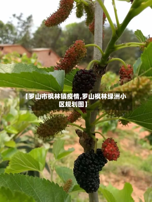 【罗山市枫林镇疫情,罗山枫林绿洲小区规划图】-第3张图片