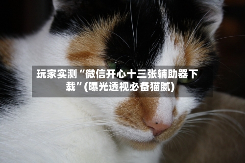 玩家实测“微信开心十三张辅助器下载”(曝光透视必备猫腻)-第2张图片