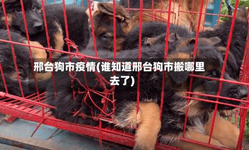 邢台狗市疫情(谁知道邢台狗市搬哪里去了)-第1张图片