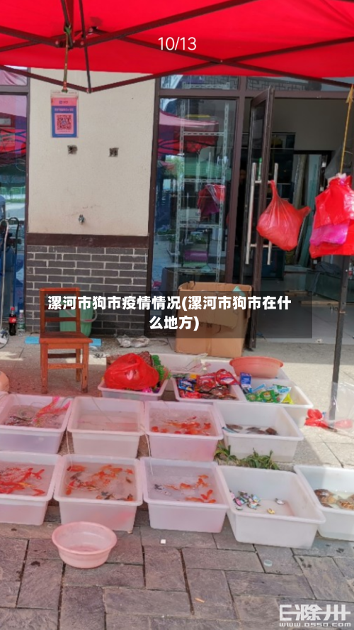 漯河市狗市疫情情况(漯河市狗市在什么地方)-第2张图片