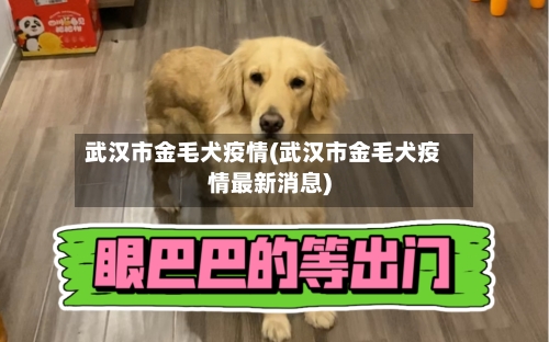 武汉市金毛犬疫情(武汉市金毛犬疫情最新消息)-第1张图片