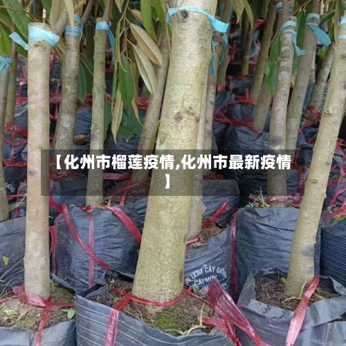 【化州市榴莲疫情,化州市最新疫情】-第1张图片
