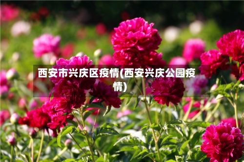 西安市兴庆区疫情(西安兴庆公园疫情)-第1张图片