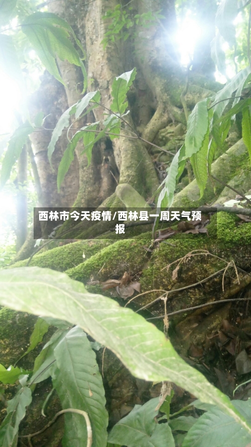 西林市今天疫情/西林县一周天气预报-第1张图片
