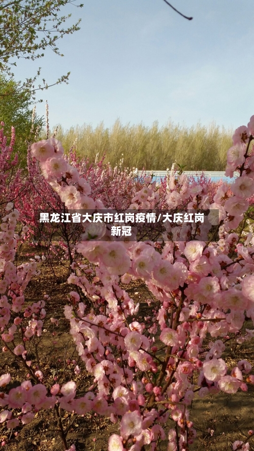 黑龙江省大庆市红岗疫情/大庆红岗新冠-第1张图片