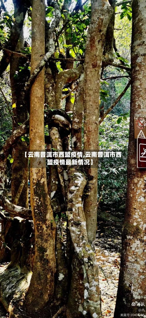 【云南普洱市西盟疫情,云南普洱市西盟疫情最新情况】-第3张图片