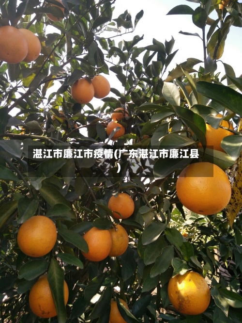 湛江市廉江市疫情(广东湛江市廉江县)-第1张图片