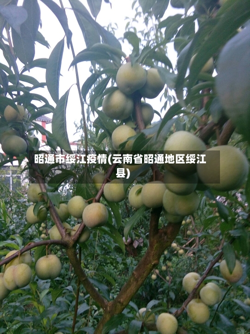 昭通市绥江疫情(云南省昭通地区绥江县)-第2张图片