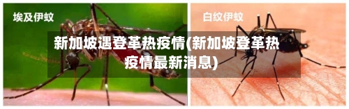 新加坡遇登革热疫情(新加坡登革热疫情最新消息)-第1张图片