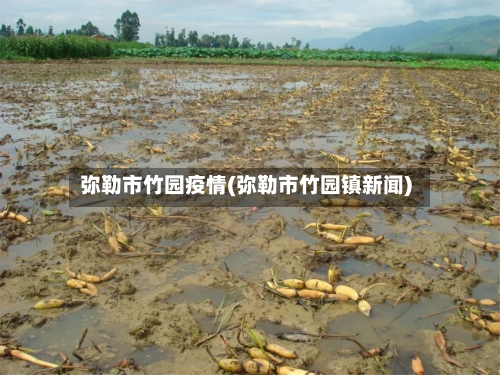 弥勒市竹园疫情(弥勒市竹园镇新闻)-第2张图片