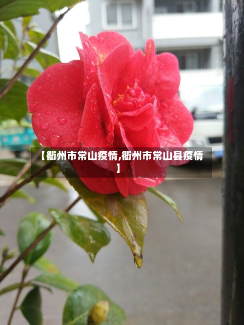 【衢州市常山疫情,衢州市常山县疫情】-第3张图片