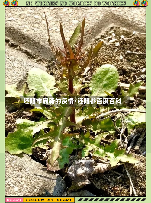 还阳市最新的疫情/还阳参百度百科-第2张图片