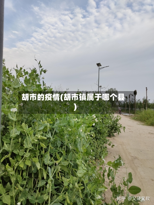 胡市的疫情(胡市镇属于哪个县)-第3张图片
