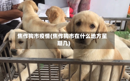 焦作狗市疫情(焦作狗市在什么地方星期几)-第1张图片