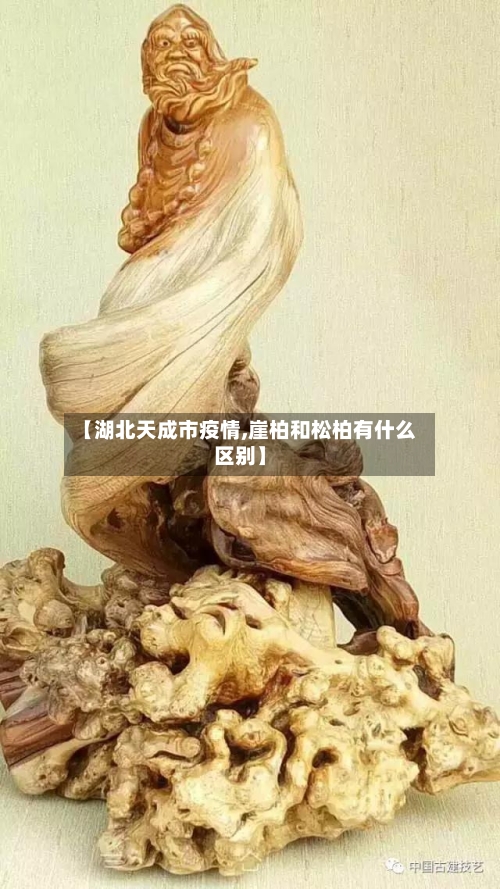 【湖北天成市疫情,崖柏和松柏有什么区别】-第1张图片